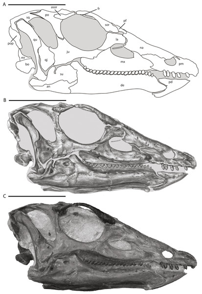 Skull of NCSM 15728 in right lateral view.