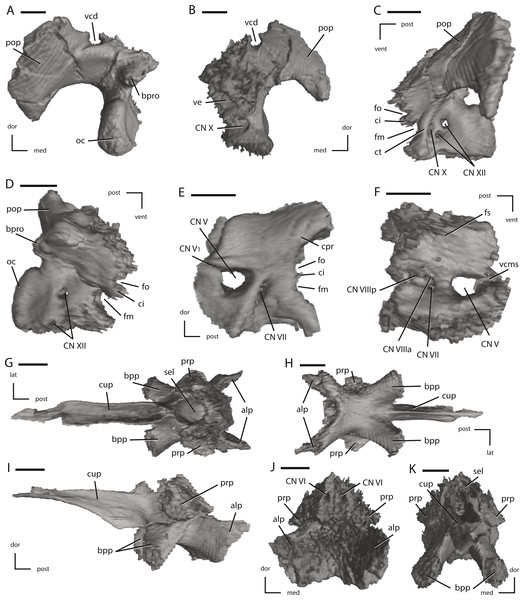 Left fused opisthotic/exoccipital, left prootic, and the fused basisphenoid/parasphenoid of NCSM 15728 derived from CT scans.
