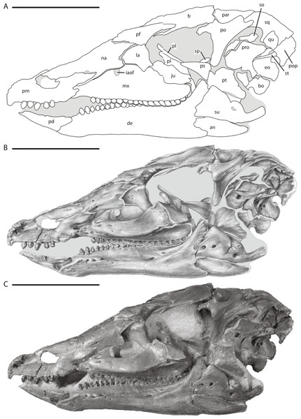 Skull of NCSM 15728 in left lateral view.