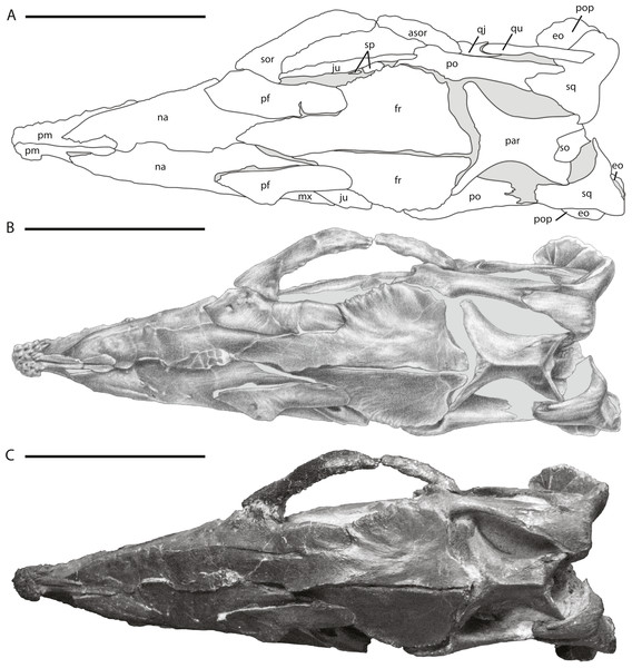 Skull of NCSM 15728 in dorsal view.