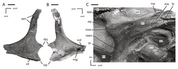 The cranial anatomy of the neornithischian dinosaur Thescelosaurus ...