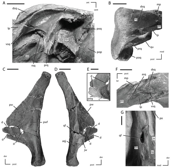 Squamosal and quadrate of Thescelosaurus neglectus