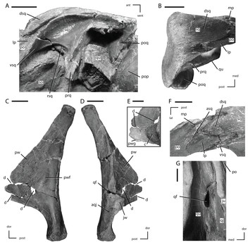 The cranial anatomy of the neornithischian dinosaur Thescelosaurus ...