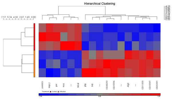 Hierarchical clustering of significantly expressed genes of three infected vs. three control locusts.