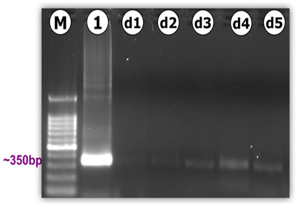 PCR amplification of the Neospora caninum-specific Nc5 region (Np21/Np6).