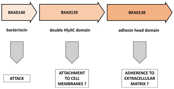 Putative functions of proteins encoded by the BXA0138-BXA0140 operon.