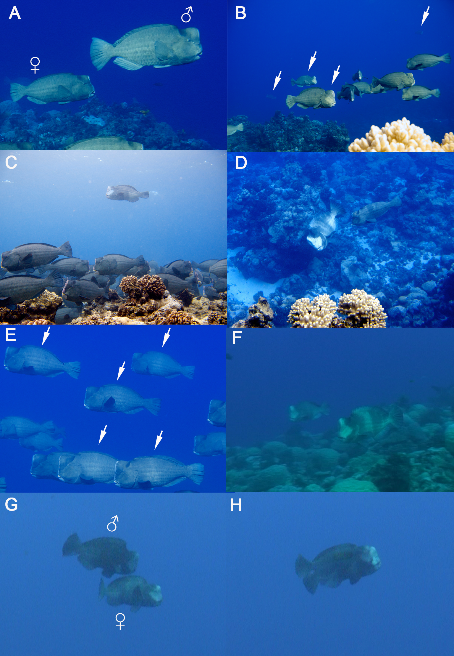 Spawning aggregation behavior and reproductive ecology of the giant  bumphead parrotfish, Bolbometopon muricatum, in a remote marine reserve  [PeerJ]