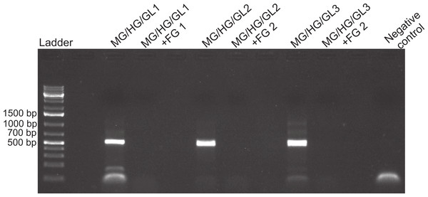 Foregut inhibition of 16s amplification.