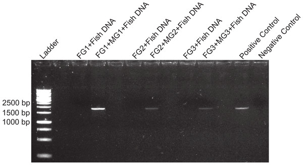 Midgut degradation of inhibitor.