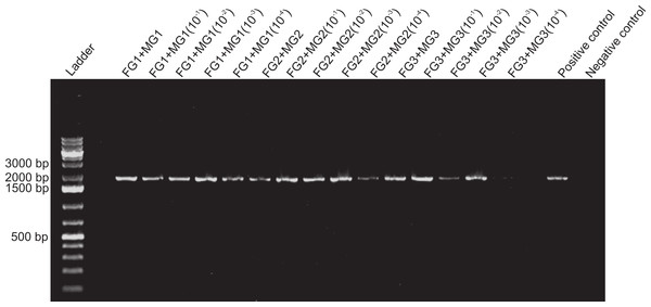 Dilution of midgut aliquots and foregut inhibition of PCR.