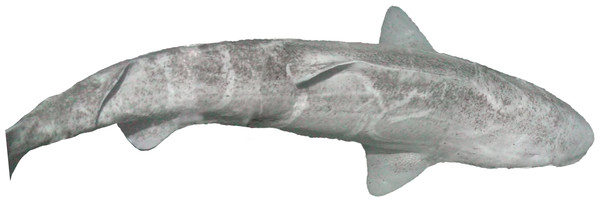 Greenland shark, Somniosus microcephalus, off Hayes Island in 211 m.