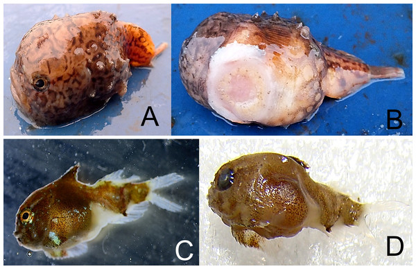 Derjugin’s leatherfin lumpsucker, Eumicrotremus derjugini.