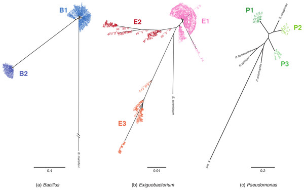 MLST phylogenetic reconstructions of isolates collected in the Cuatro Cienegas Basin (CCB), Mexico.