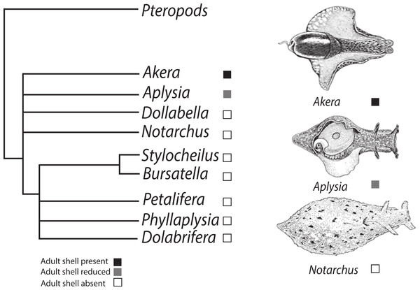 Phylogenetic tree depicting relationships of Anaspidea.