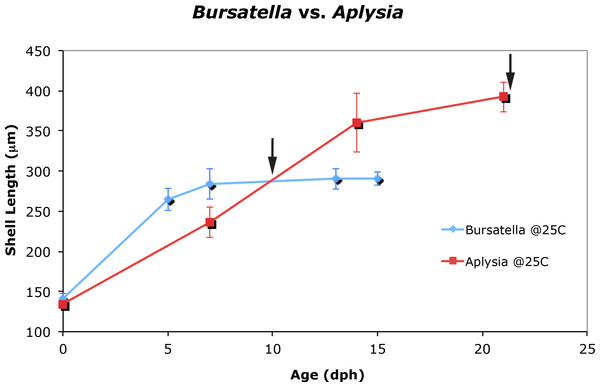 Larval and juvenile growth of Bursatella leachii and Aplysia californica in laboratory settings.