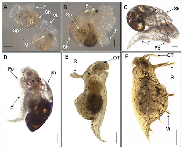 Metamorphic development of Bursatella leachii.