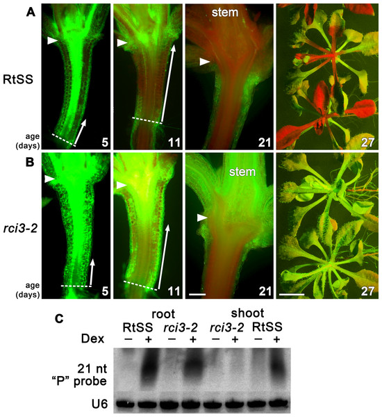 Silencing progress in mutant and wild-type RtSS Arabidopsis lines.