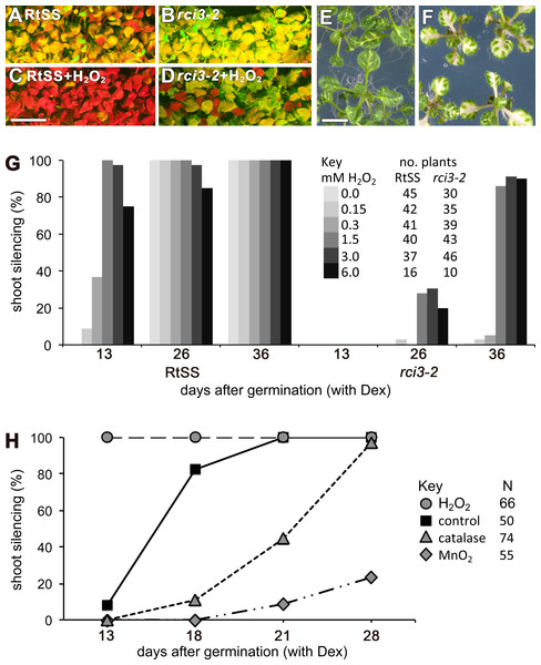 Effects of H2O2 or its breakdown catalysts on silencing in RtSS or rci3-2.