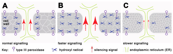 Working model for regulation of silencing spread by peroxidases around PD.