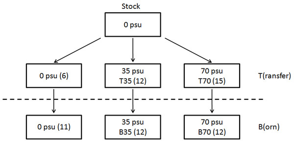 Origin of the 2 series of experimental animals considered in this study, which both originated from a single stock maintained in captivity in freshwater since ∼15 years.