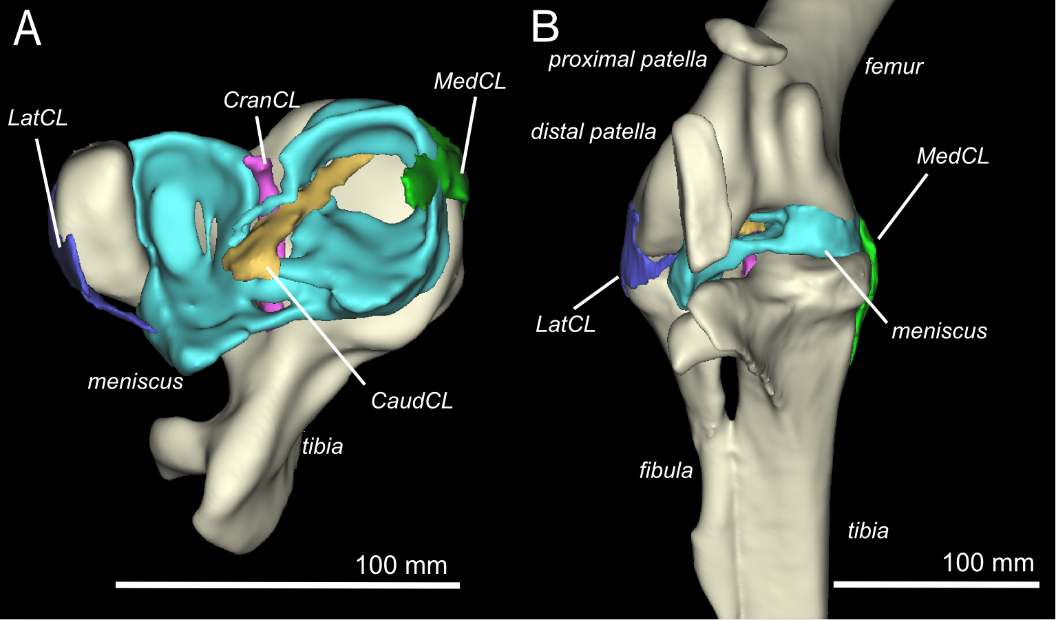 Three Dimensional Anatomy Of The Ostrich Struthio Camelus Knee Joint Peerj