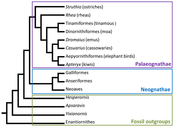 Phylogenetic tree showing the major clade division of modern birds into Palaeognathae and Neognathae, and their fossil outgroups.