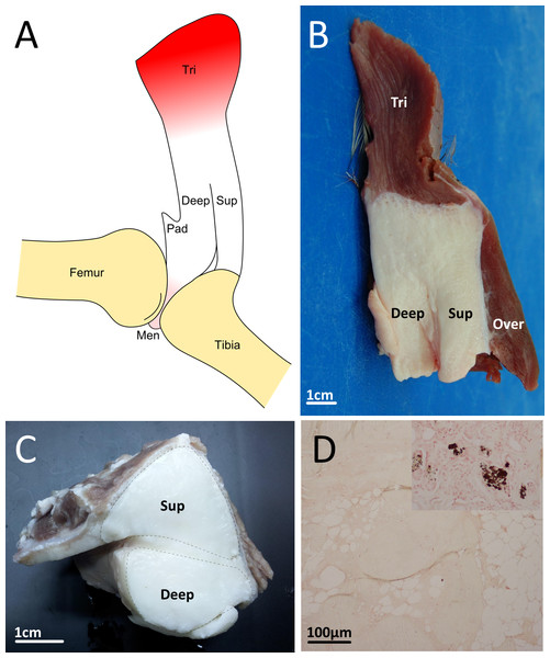 Emu patellar tendon.