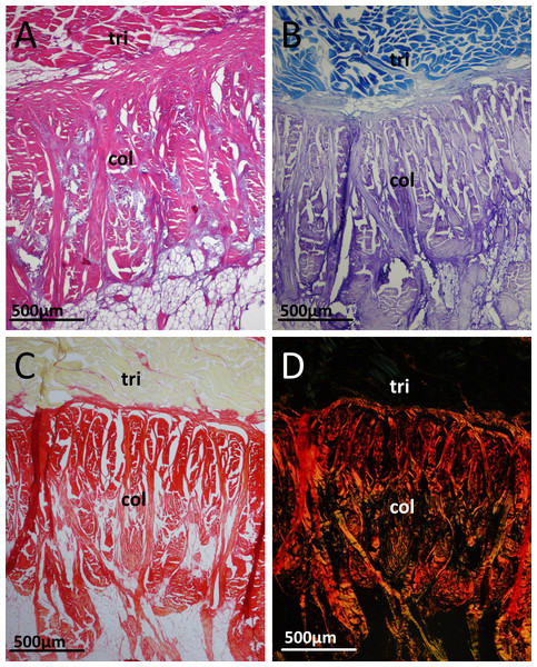 Junction between the triceps muscle group (tri) and collagen fibres (col) of the patellar tendon in an 18 month old emu.