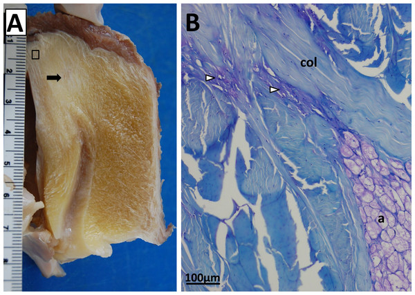 Patellar tendon of a Southern cassowary (Casuarius casuarius).