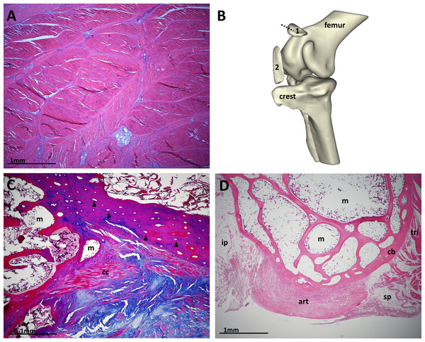 Configuration of ostrich and guineafowl patellae.