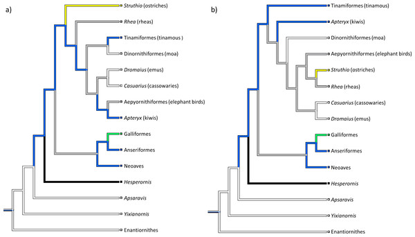 Reconstructed patterns of patellar evolution.