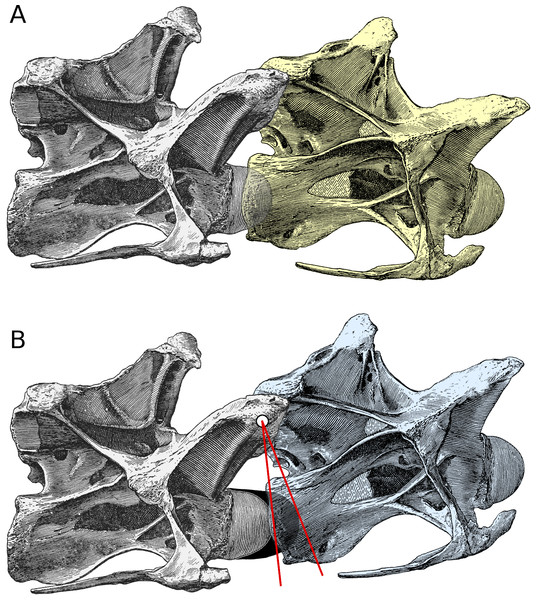 Increased angle of elevation at an intervertebral joint when cartilage is included. Posterior cervical vertebrae 13 and 14 of Diplodocus carnegii holotype CM 84, from Hatcher (1901: plate III), in right lateral view.