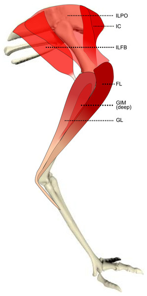 Schematic anatomical representation of Emu pelvic limb anatomy.