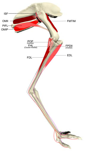 Schematic anatomical representation of Emu pelvic limb anatomy.