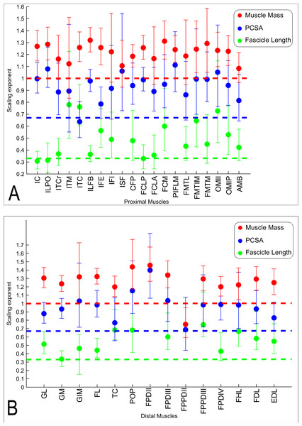 Ontogenetic scaling exponents of muscle properties.