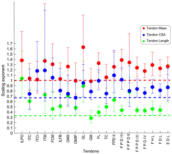 Ontogenetic scaling exponents of tendon properties.