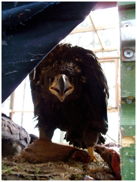 Sea eagle, pre-release, on its nest in captivity in Scotland, 2009.