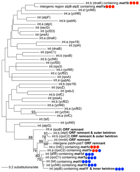 Phylogeny of P. purpureum group II introns.