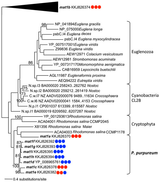 Phylogeny of CL2B group II IEPs.