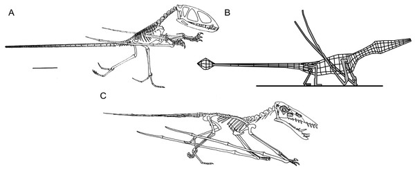 Select hypotheses for non-pterodactyloid poses made in the last 35 years.