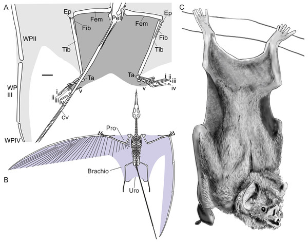 Pterosaur and bat uropatagia compared.