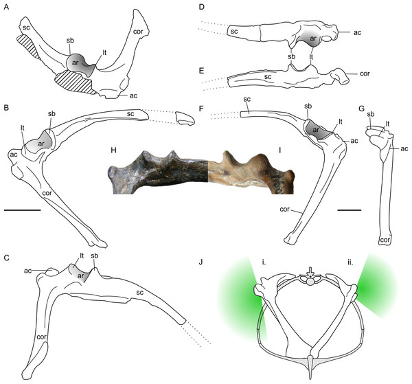 Non-pterodactyloid glenoid morphology.