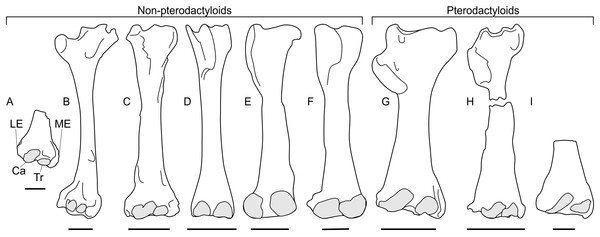 Pterosaur humeri in anterior view, showing development of lateral and medial epicondyles adjacent to the capitula and trochleae (shaded grey) in non-pterodactyloids (A–F) and pterodactyloids (G–I).