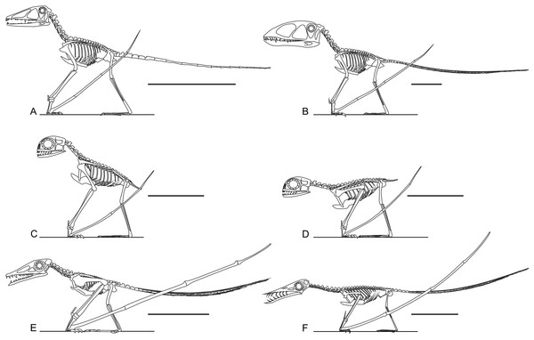 Skeletal reconstructions of non-pterodactyloid pterosaurs.