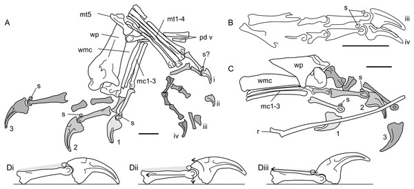 Antungual sesamoids in pterosaurs.