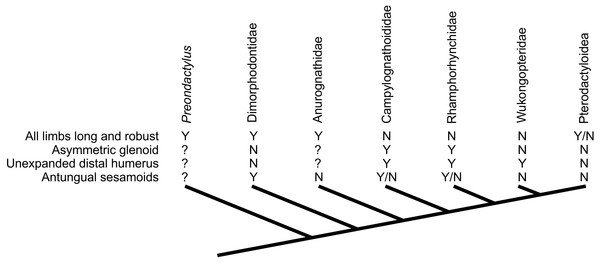 Distribution of characteristics linked to terrestrial capabilities in non-pterodactyloids in a simplified pterosaur phylogeny (based on Lü et al., 2012).