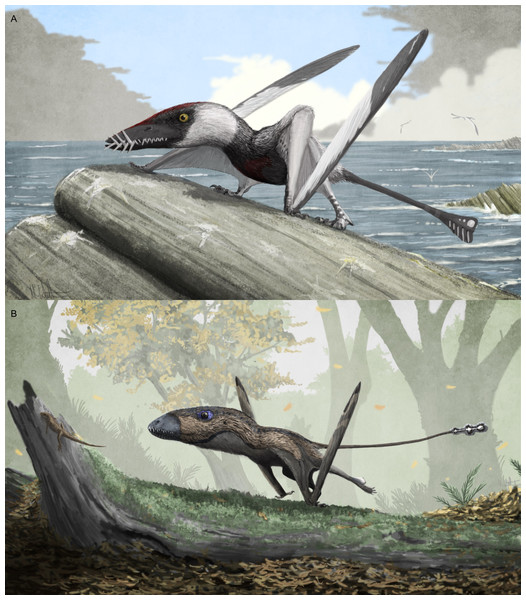 Potential variation in terrestrial locomotion gait in non-pterodactyloid pterosaurs.