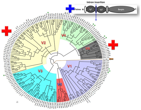 Bayesian phylogenetic history of vertebrate serpins reveals that exon-intron and rare indel based classification system is retained over period of 500 MY with conserved patterns from early diverging lampreys.