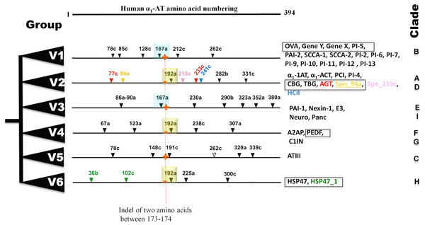 Summary of six groups (V1–V6) classification system of vertebrate serpins, based on introns and rare indels.