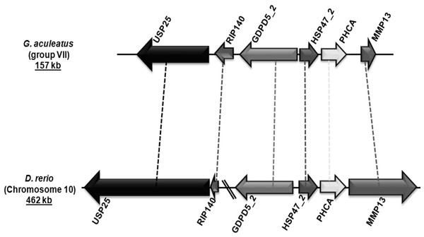 Genomic localization of fish-specific HSP47_2 gene.